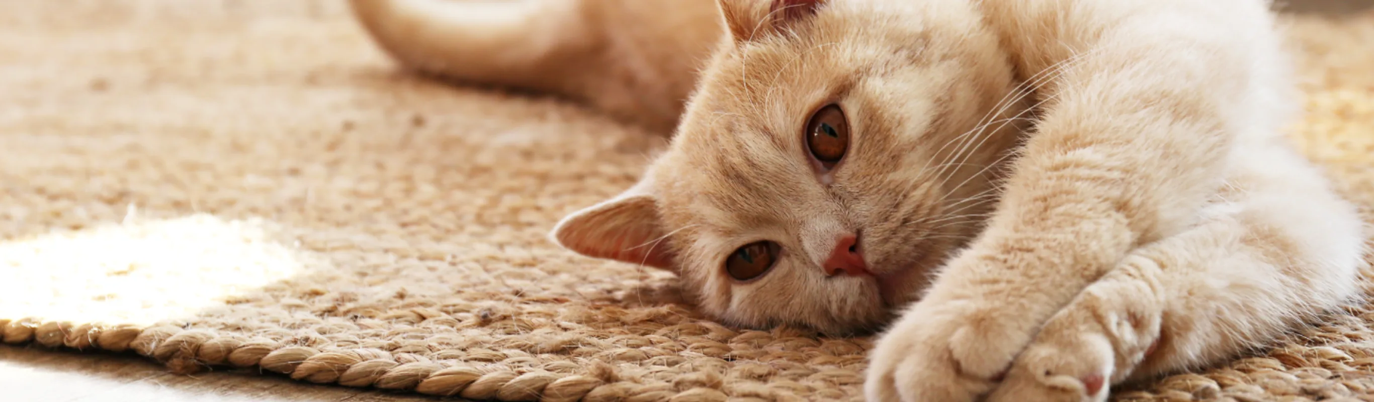 Cat laying down on the carpet